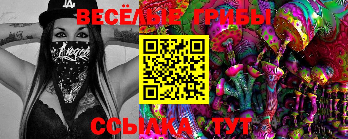 Галлюциногенные грибы Psilocybe Курчалой